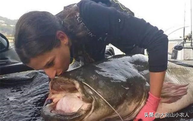 同样是吃人的鲶鱼：为何印度巨魾濒临灭绝，欧鲶却因被遗忘而泛滥
