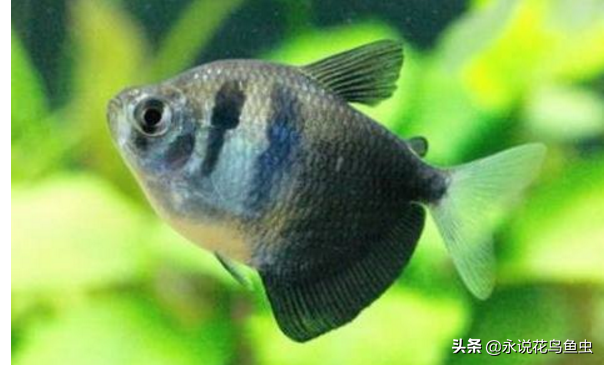 什么观赏鱼好看又好养？盘点好养的鱼排行