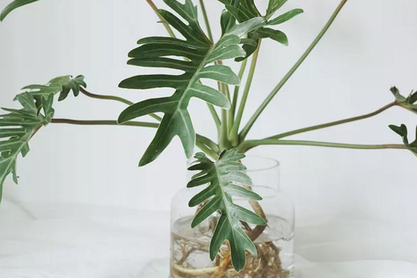 水培春羽很简单,做好下面这几步,不怕养不活!