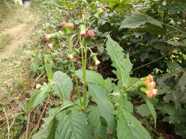 一,野茼蒿的植物学信息1,名称和分类属性野茼蒿是正