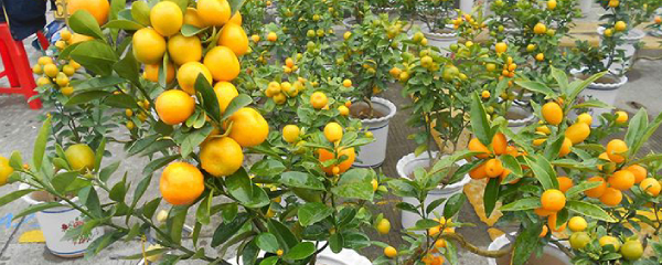 桔子树盆栽养殖方法（4步养护好盆栽橘子树）