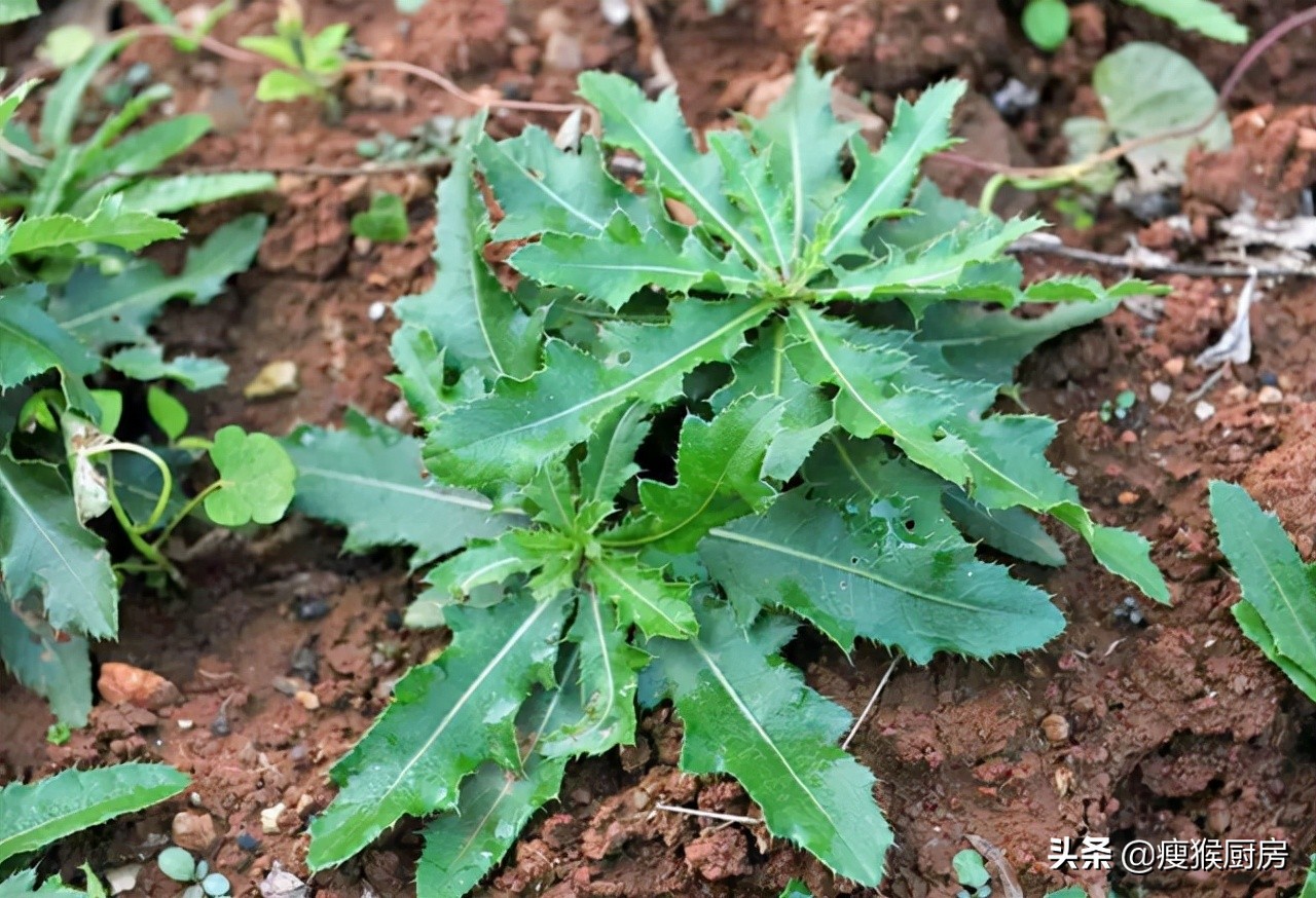 40种野菜图片大全,教你认识不同的野菜和吃法,你想要的野菜都有