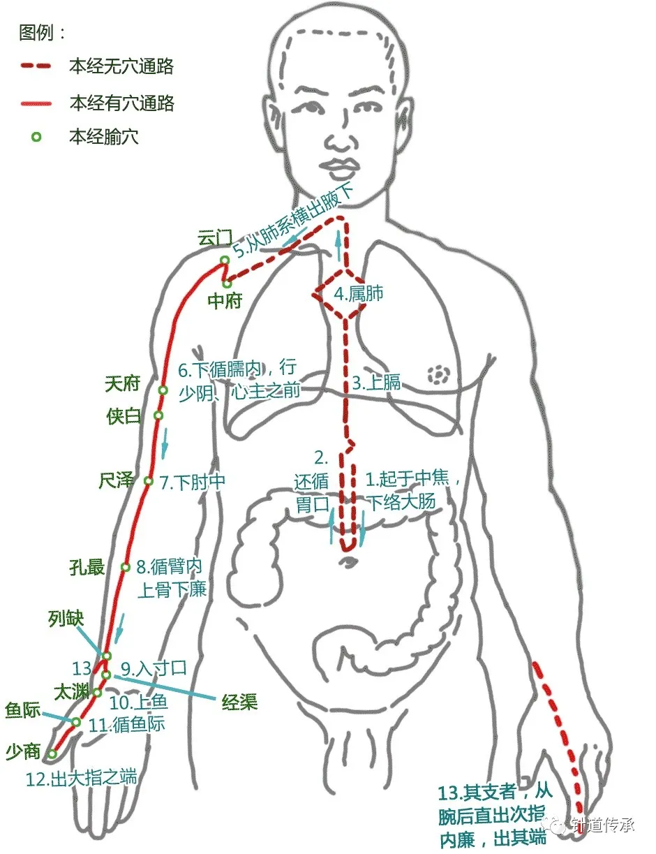 十二经脉太难记？请看这篇十二经脉解读汇总。内附歌诀、高清大图