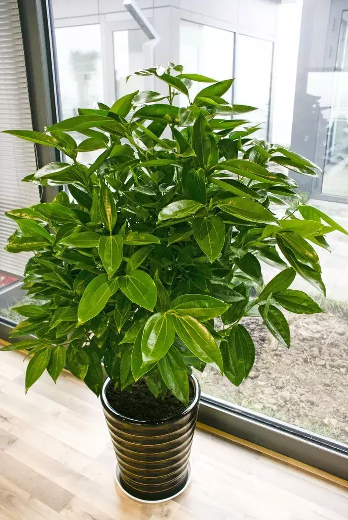 家里这3种富贵平安花,送人有讲究!