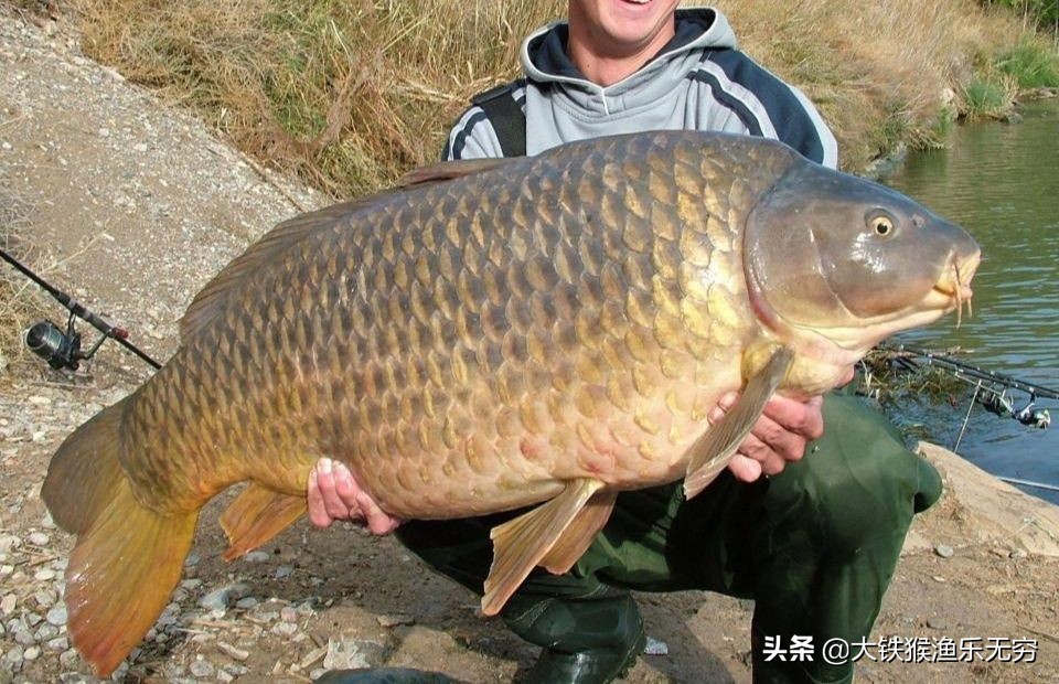 黄河鲤鱼卖到50元一斤，长江鲤鱼却很便宜？南方人不吃鲤鱼？