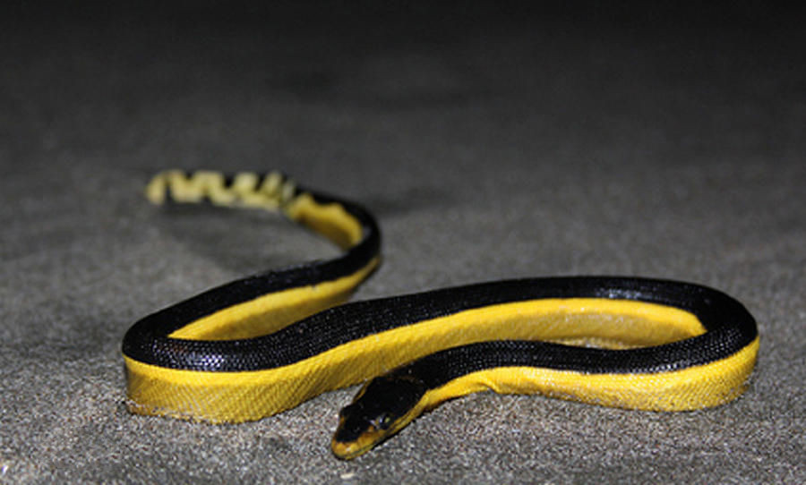 长吻海蛇,眼镜蛇科长吻海蛇属物种,头狭长,吻长;体短而极侧扁,体背棕