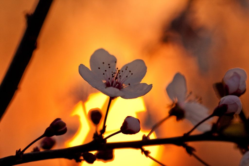 夕阳落花，恋人相许