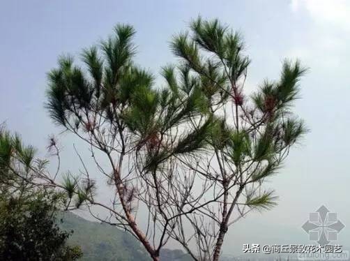 常绿乔木有哪些（70多种常用常绿乔木图例宝典）