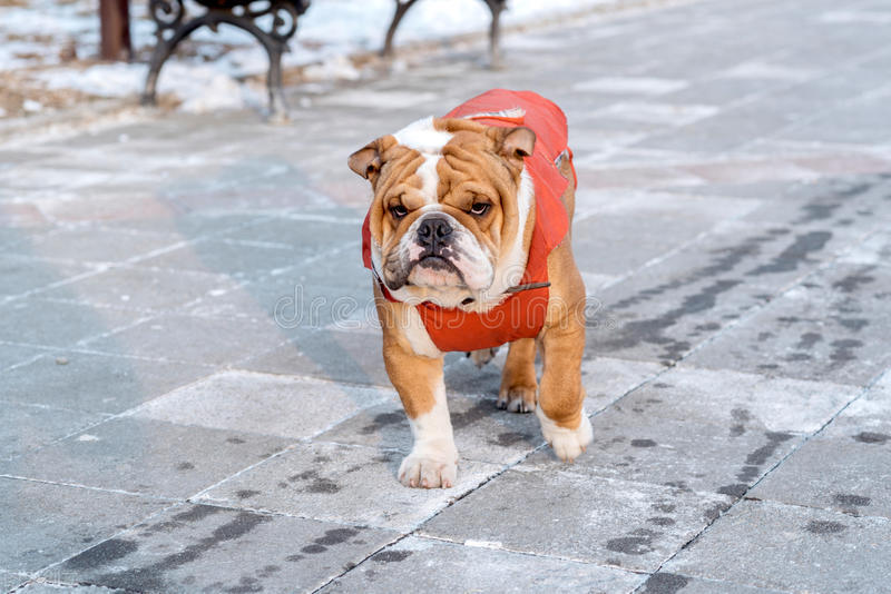 被狗咬，没破皮需要打狂犬疫苗吗？被咬多久内打针有效？一次讲清