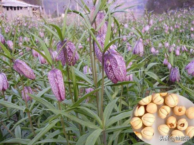 家乡常见植物，经常被当作杂草除掉，很多人却不知道价值1000一斤