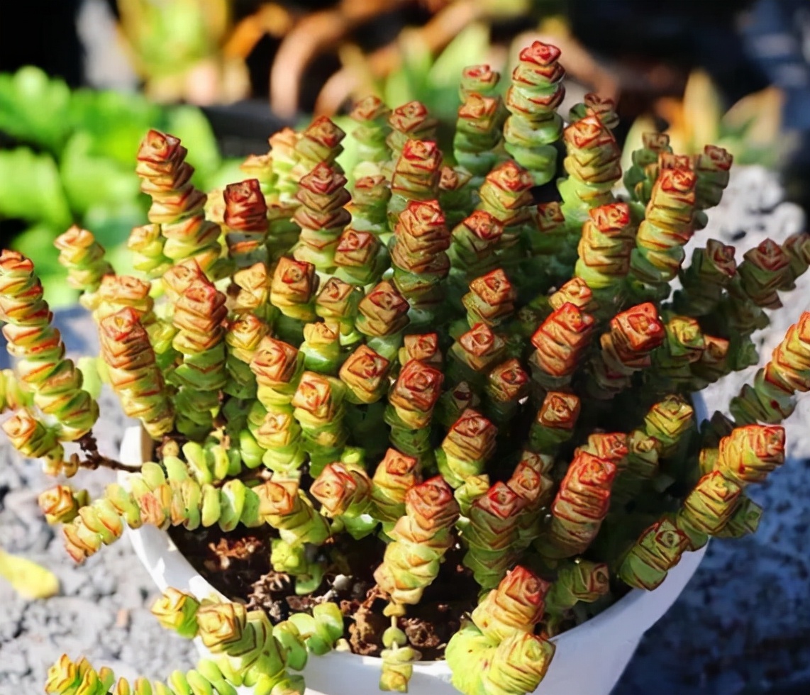 4种多肉植物最招财，爱财之人都会养一盆