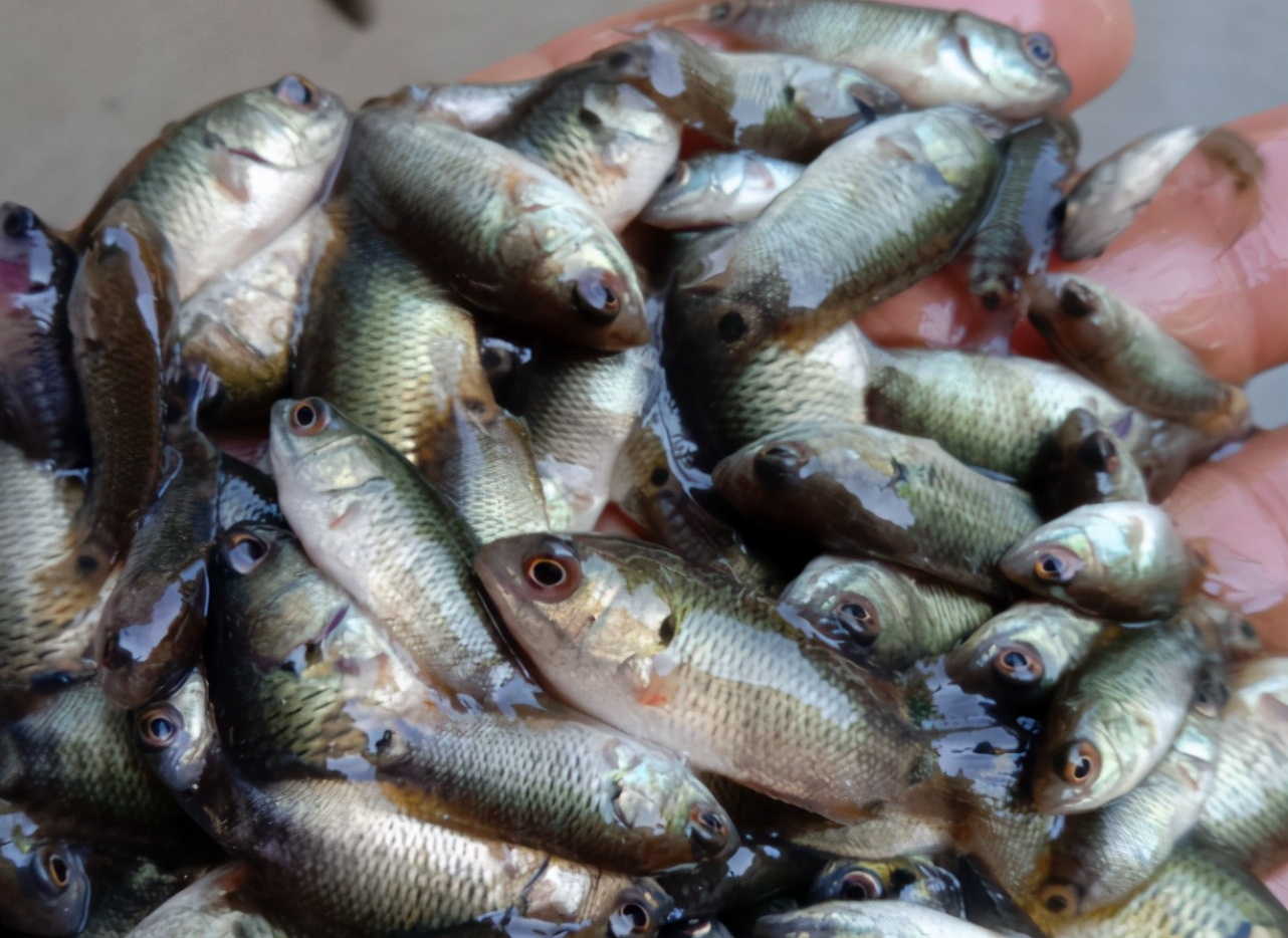 过山鲫:没"出息"的鱼,能上岸行走,却会被水淹死,还视为害鱼