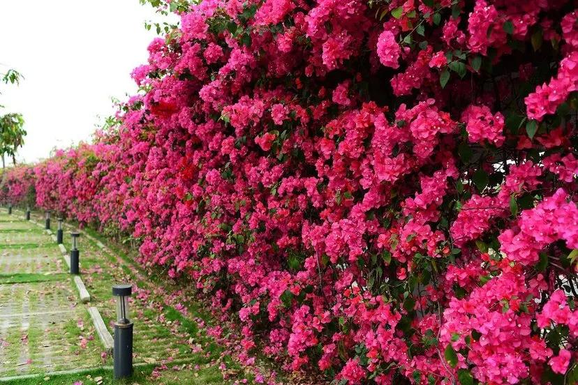 花是叶，叶似花，冬春好景致，三角梅其实叫光叶子花