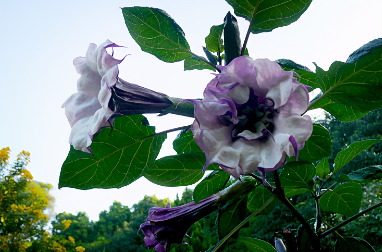 曼陀罗花的功效 人吃了曼陀罗花有什么效果-北京百科网