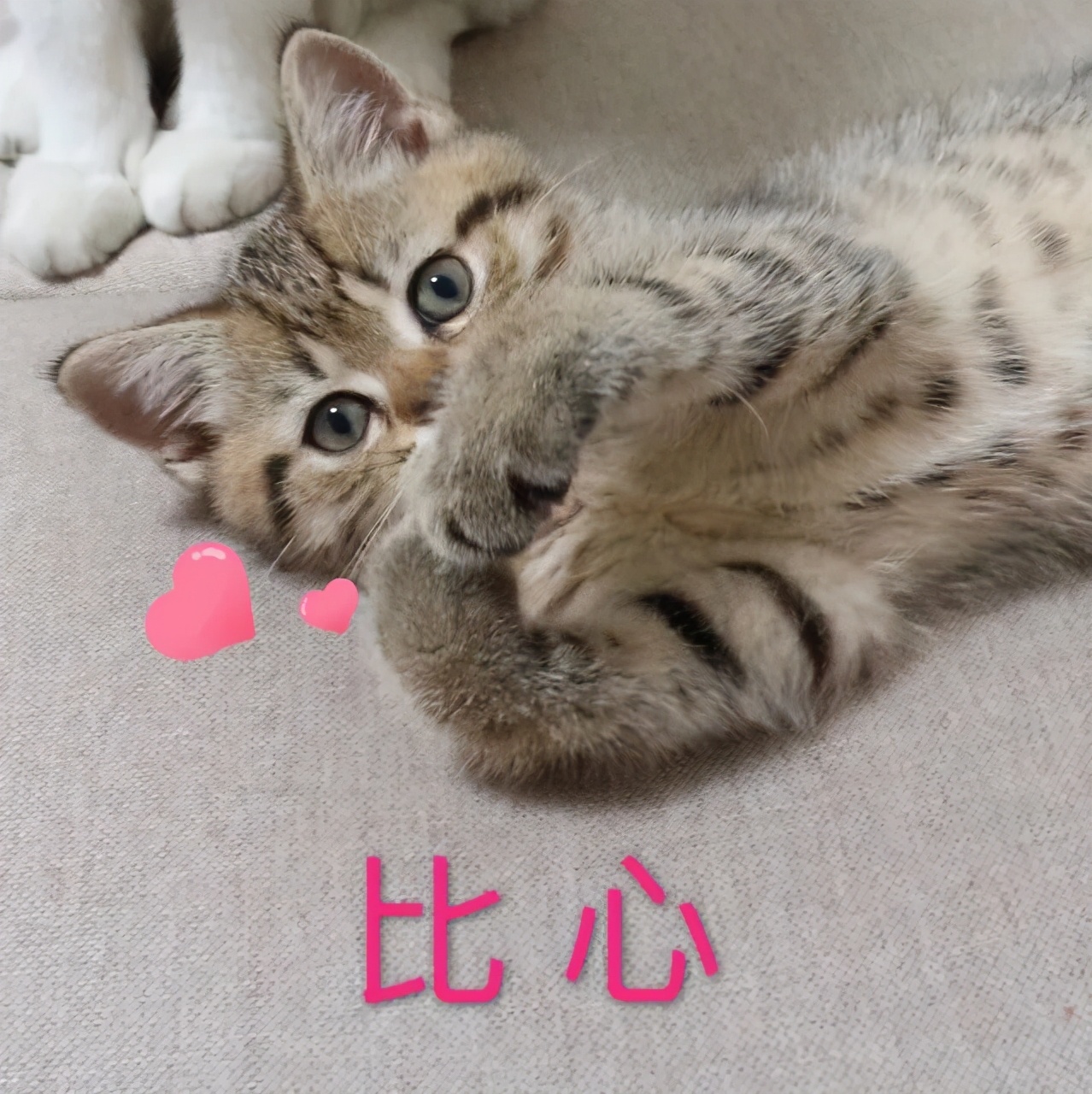 最容易饲养的3种猫咪，养到的人都在偷着乐呢