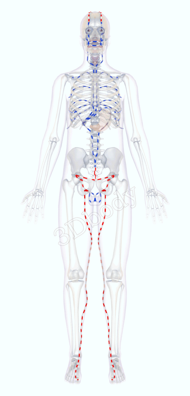 最新经络图，精美3D动态循行图，详细易懂