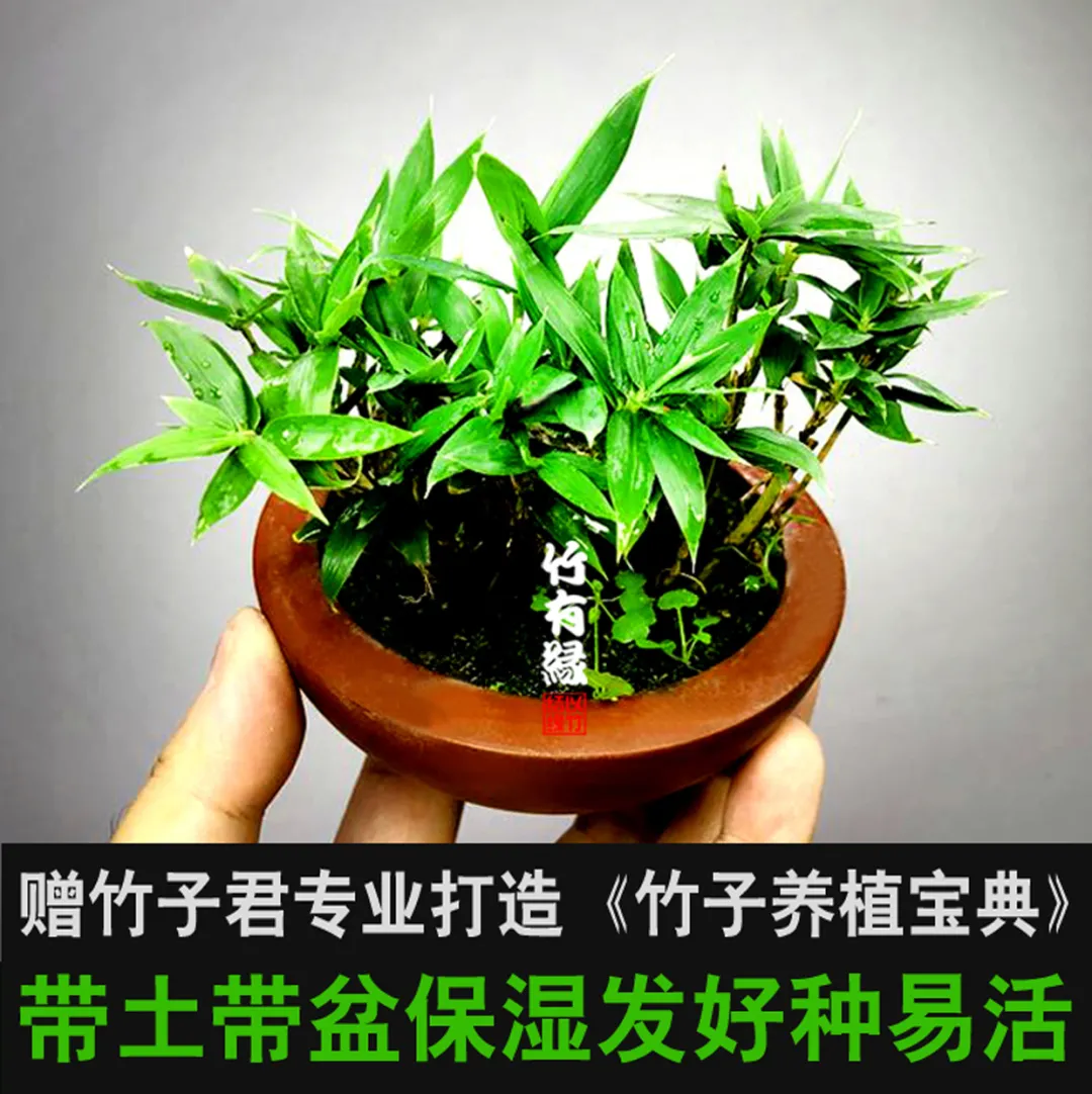 怎樣才能養好盆栽小竹子呢?