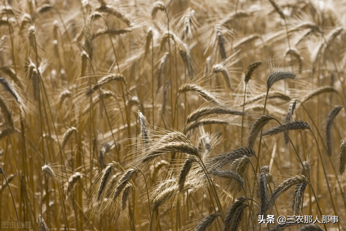 今年黑小麦多少钱一斤？黑小麦在北方能种植吗？