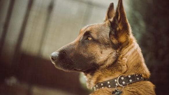 怎样挑“优秀、健康”的德国牧羊犬？很简单，看这几点就行