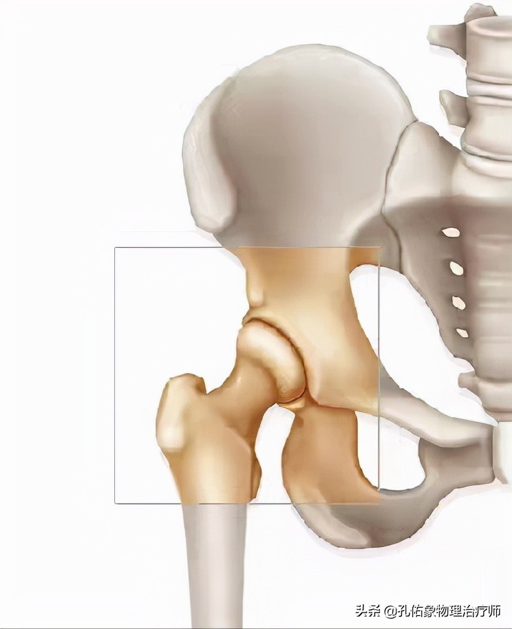 婴儿正常髋关节图片
