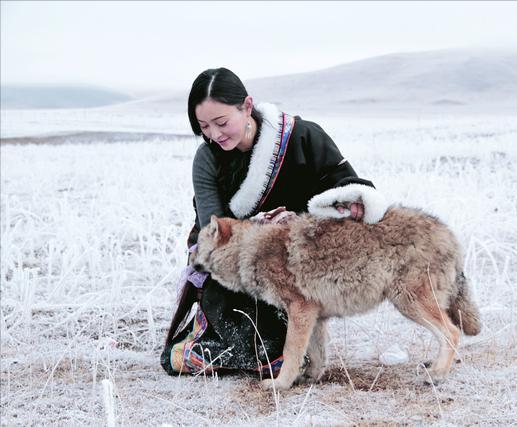 重返狼群是真的吗(成都女孩11年前把狼当儿子领回家,10年后与它再次