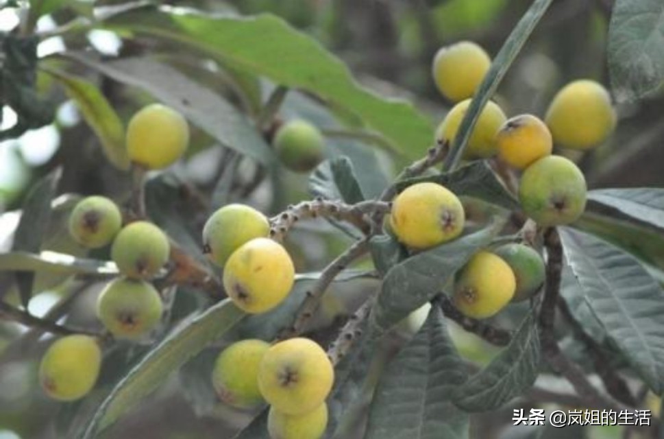 枇杷好吃却难剥，岚姐教你一招，枇杷皮轻而易举就撕掉一大块