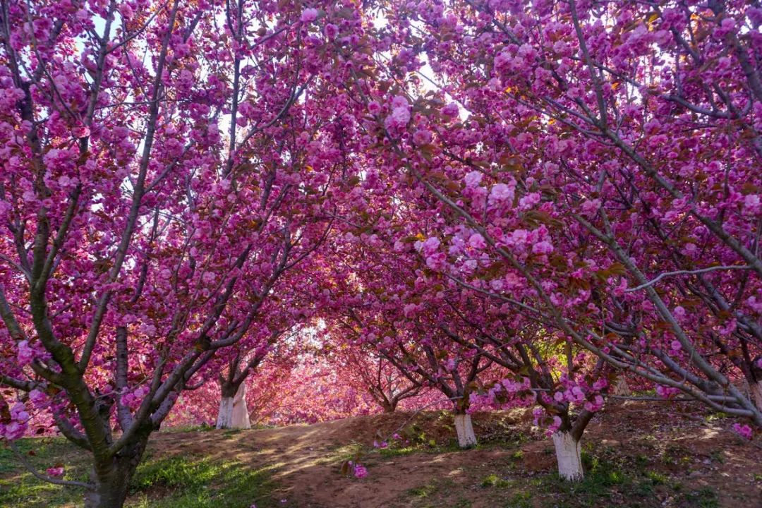 cctv13共同关注直播（惊艳全国，央视都来直播！旅顺的樱花到底有多美？）