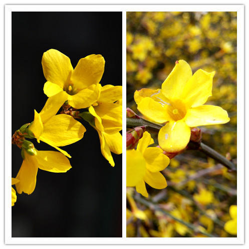 迎春花连翘花区分（迎春花和连翘快速区分方法）