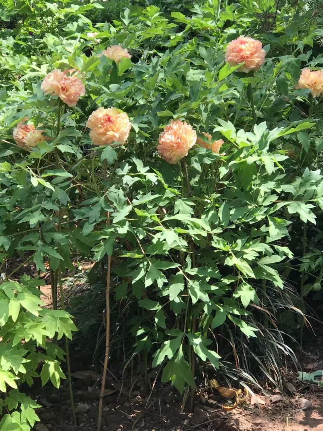 牡丹花的功效与作用(唯有牡丹真国色) - 行就行