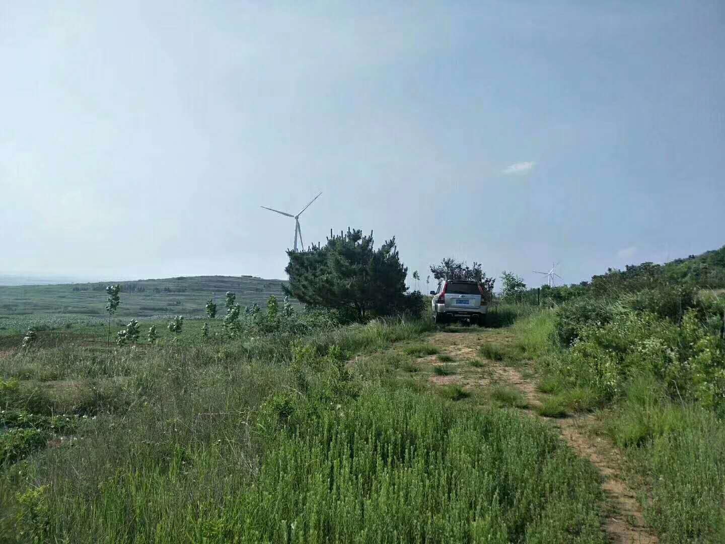 山东青岛平度市800亩山林地转让，有山有水有风车，可做乡村旅游