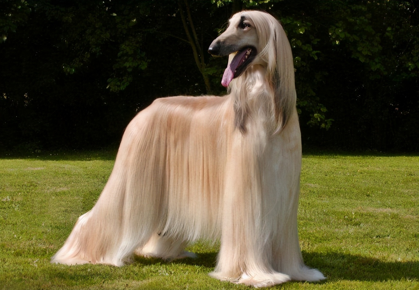 阿富汗猎犬多少钱(威玛猎犬多少钱一只)-万川快讯