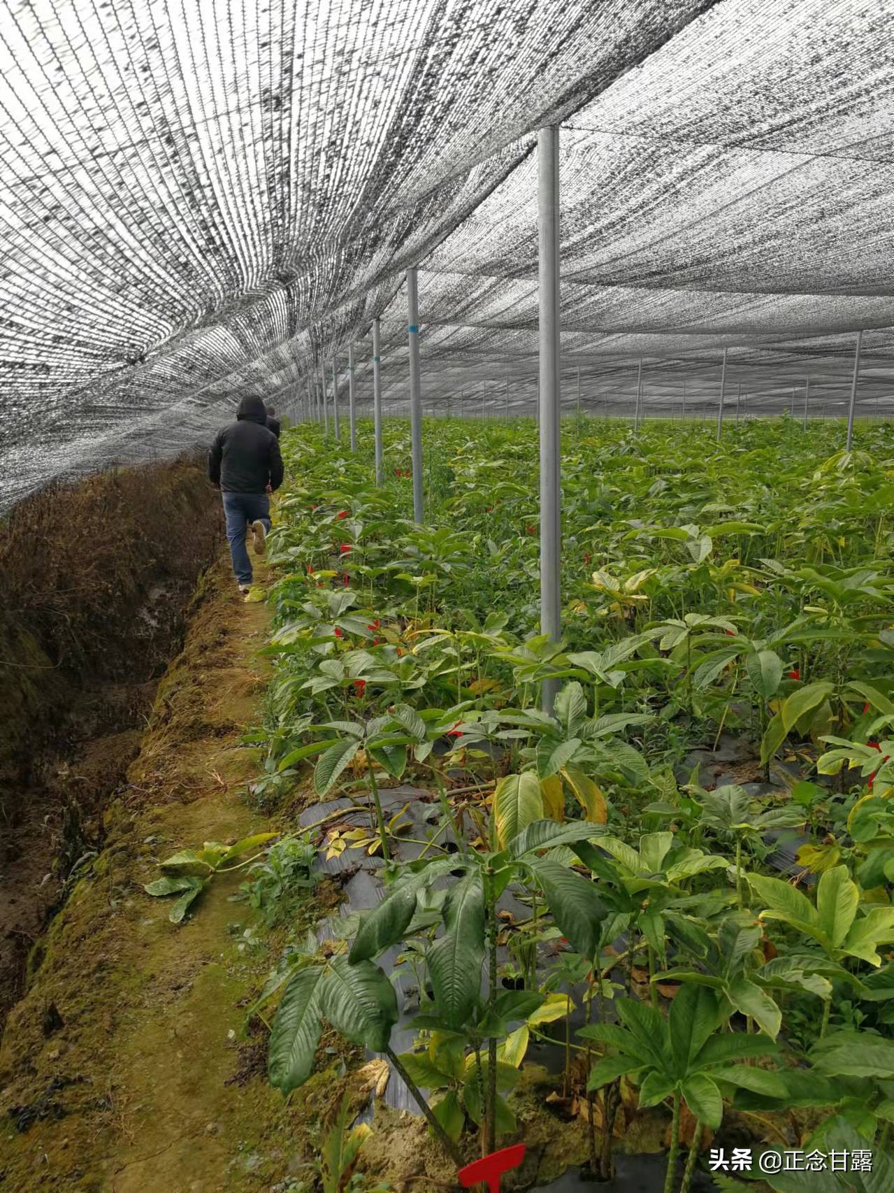 一家低调的珠芽魔芋种植户，可能突破年度最高产量