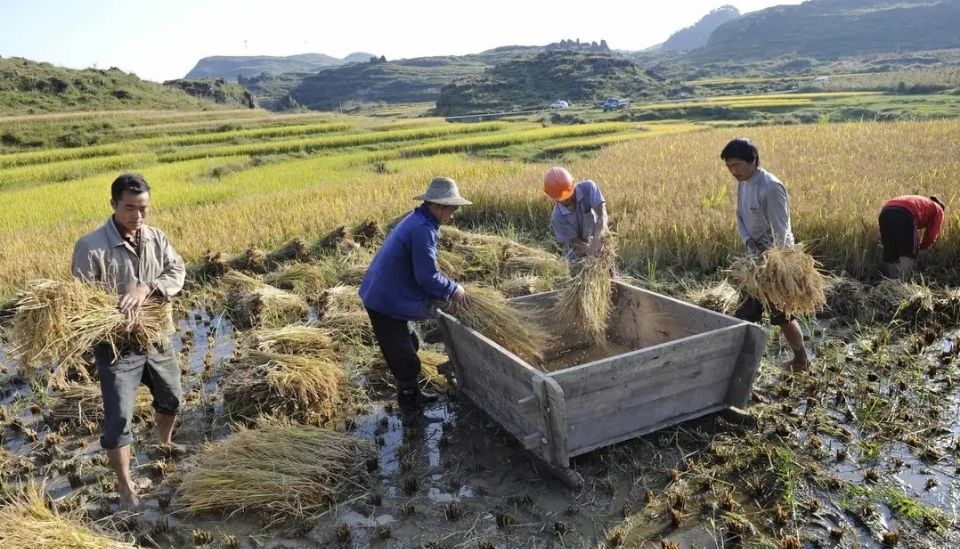 国外粮食冲高 ，玉米小麦价格跟涨 ， 用我们担心吃饭问题吗？