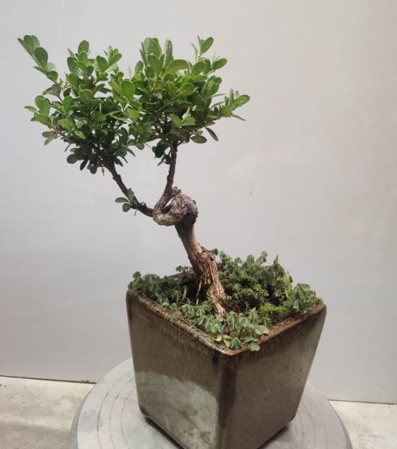 植物大全图片（带你了解这80种常见植物）