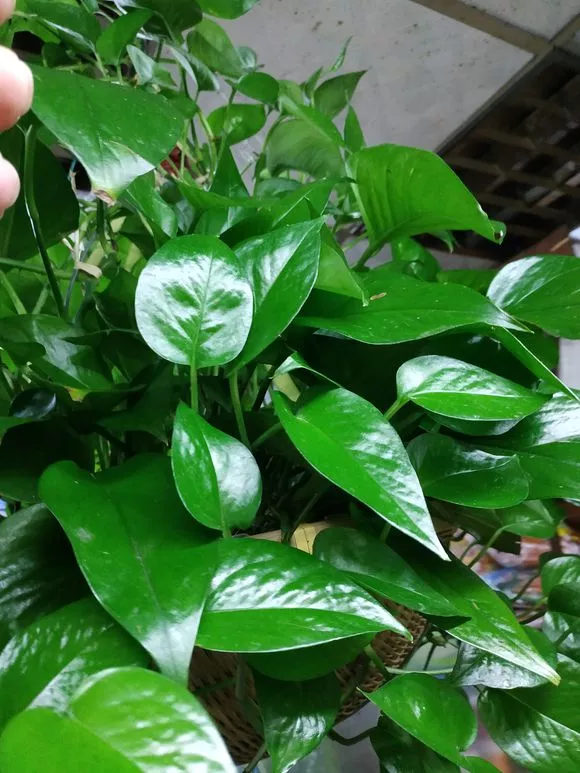 老花匠：绿萝最爱4种东西，喂了以后长得快，抽芽多，易疯长