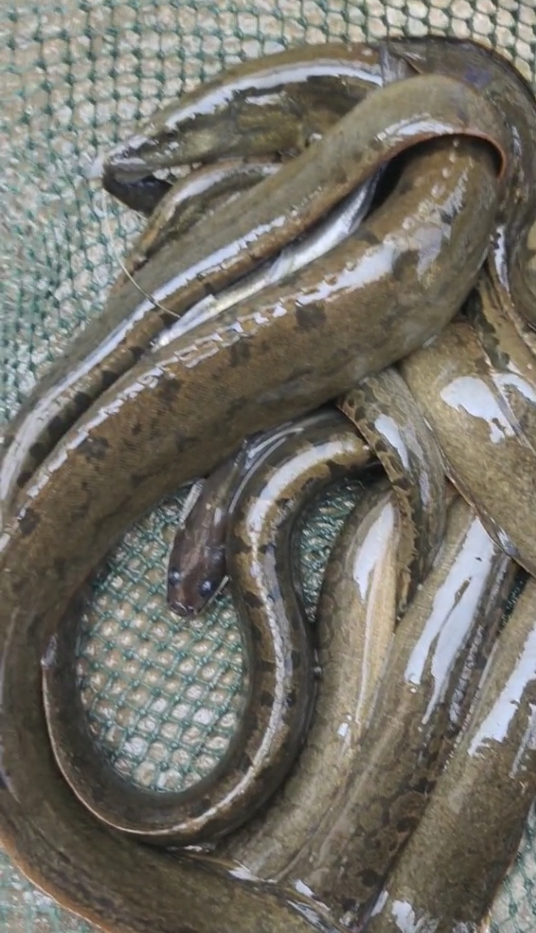 贵州樟江刀鳅鱼"大爆发",有人3小时钓了十几条,大的一斤多