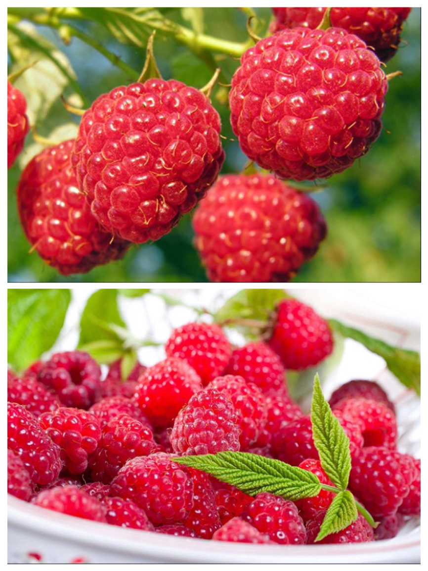 1000个水果名字(世界上独特的水果名单,你吃过哪些?