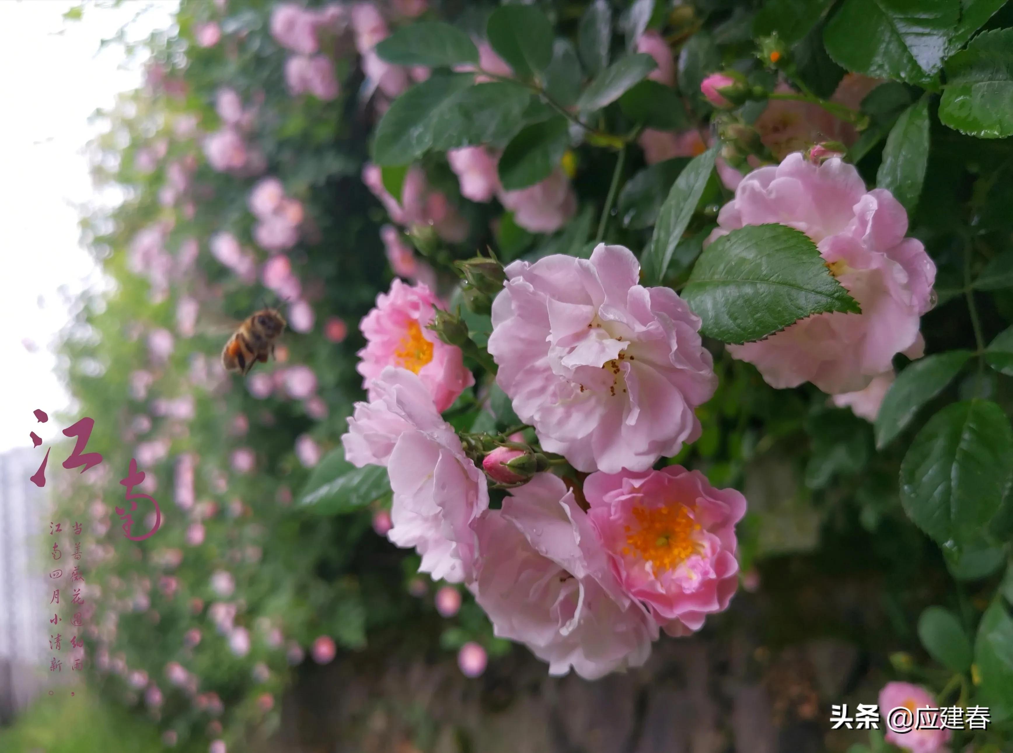 「散文」当蔷薇花遇细雨，江南四月小清新