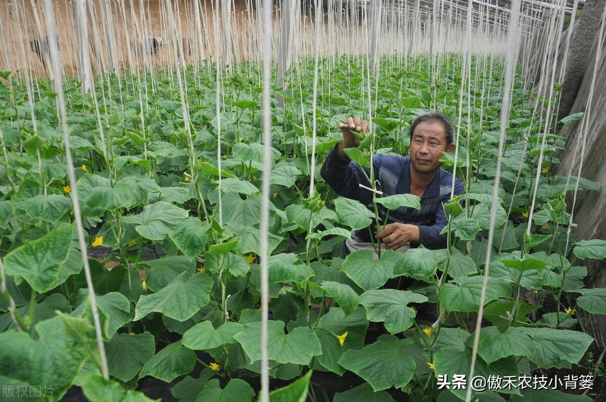 夏季高温闷棚如何才能杀菌灭虫更彻底？用好1个八字诀就能做到