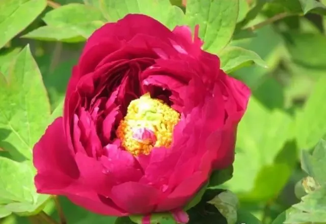 100种名贵牡丹鉴赏 绘画好素材（报花名）