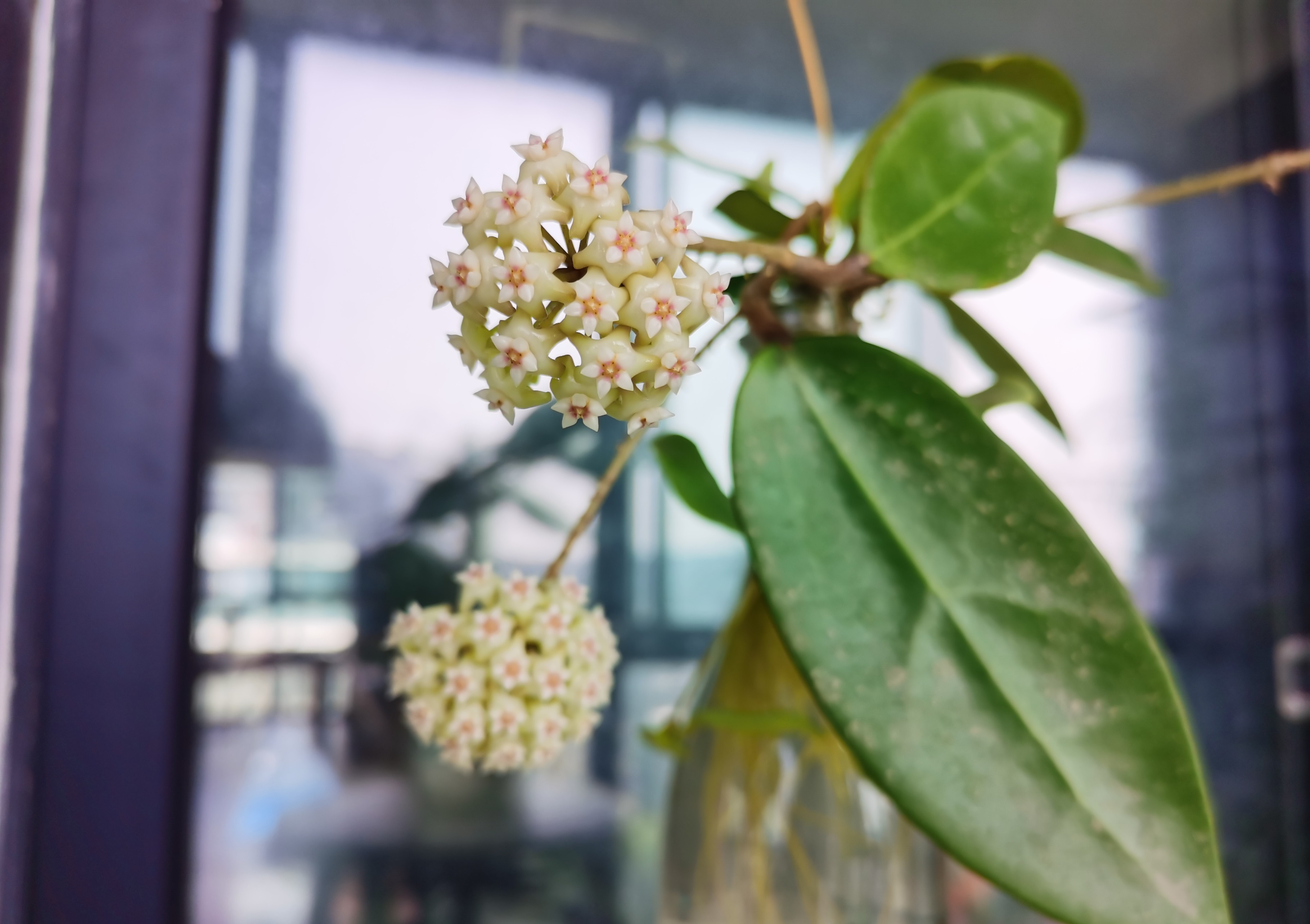 羊脂玉球兰花怎么养比较好「记得收藏」 -骁龙网