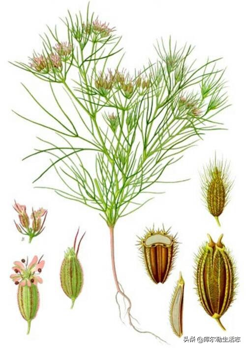 烤肉吃了那么多，它到底是什么味道的呢