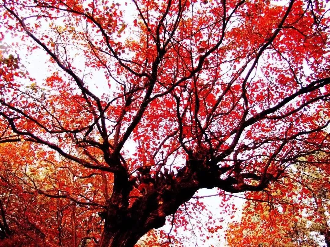 金秋十月，推荐大河南几个看红叶的地方，太美了！建议收藏