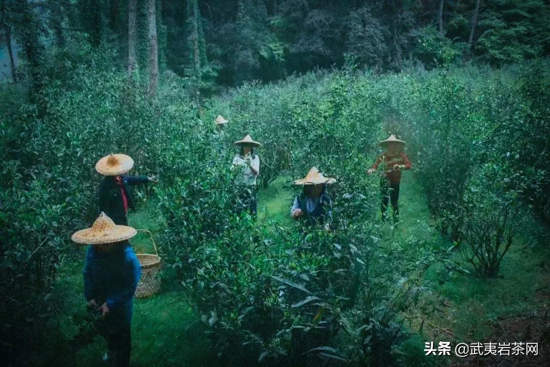 学茶笔记----水仙