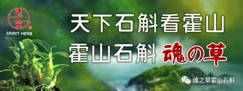 安徽卫视《当红不让》迎驾霍斛篇 探寻中华瑰宝 霍山石斛，今晚开播