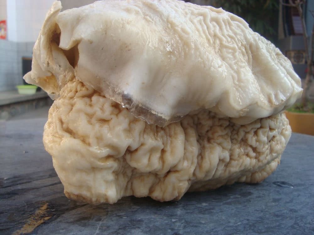 一个太岁价值百万!它是什么?科学家用精密仪器检测)