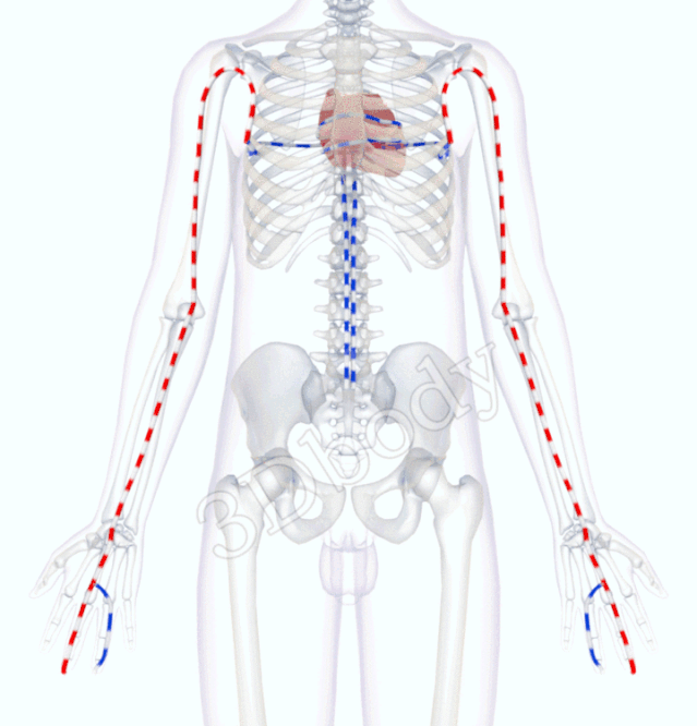 最新经络图，精美3D动态循行图，详细易懂