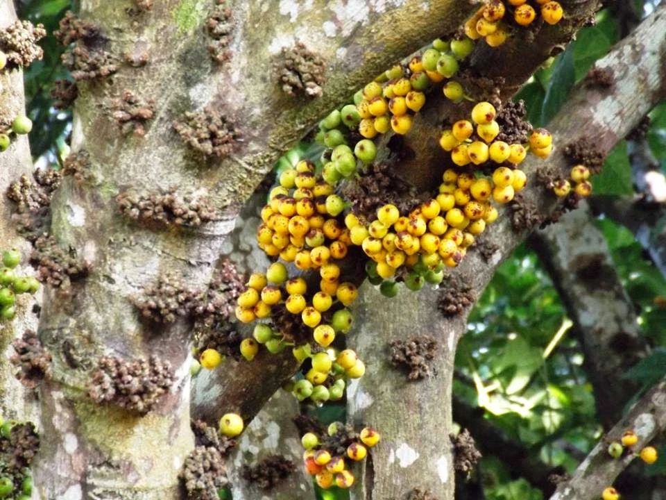橡皮樹圖片,橡皮樹圖片及養殖方法