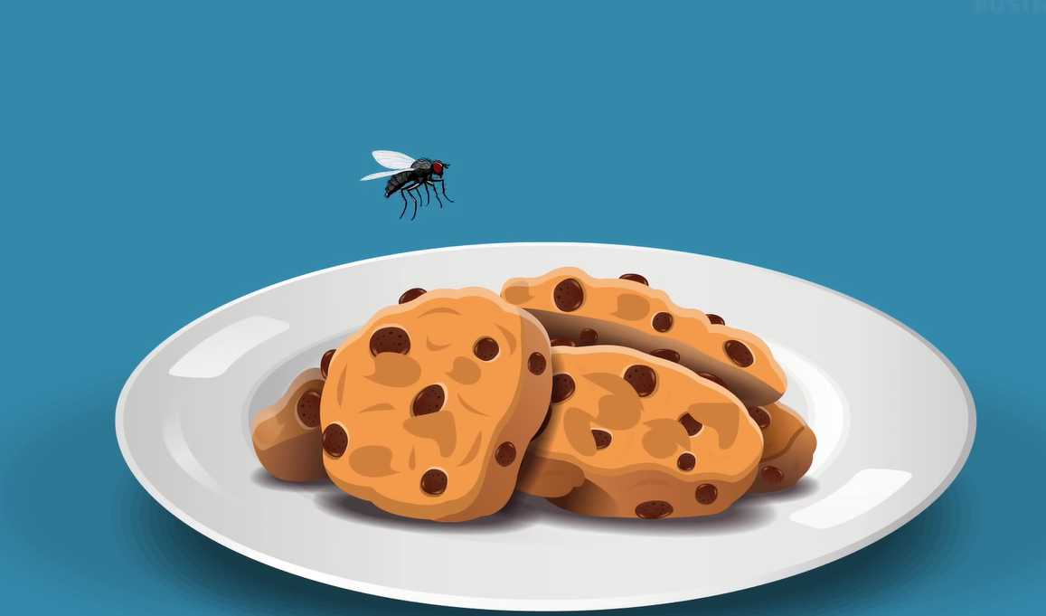 苍蝇是如何叮食的，被叮过食物该继续吃吗？