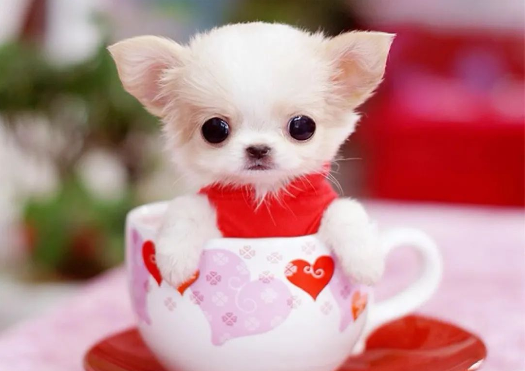 茶杯犬好养吗 茶杯犬卖多少钱一只-思宇生活